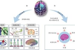 体育老师有教授级别吗